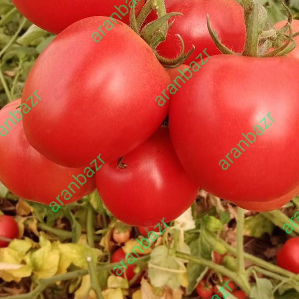 گوجه فضای باز داف