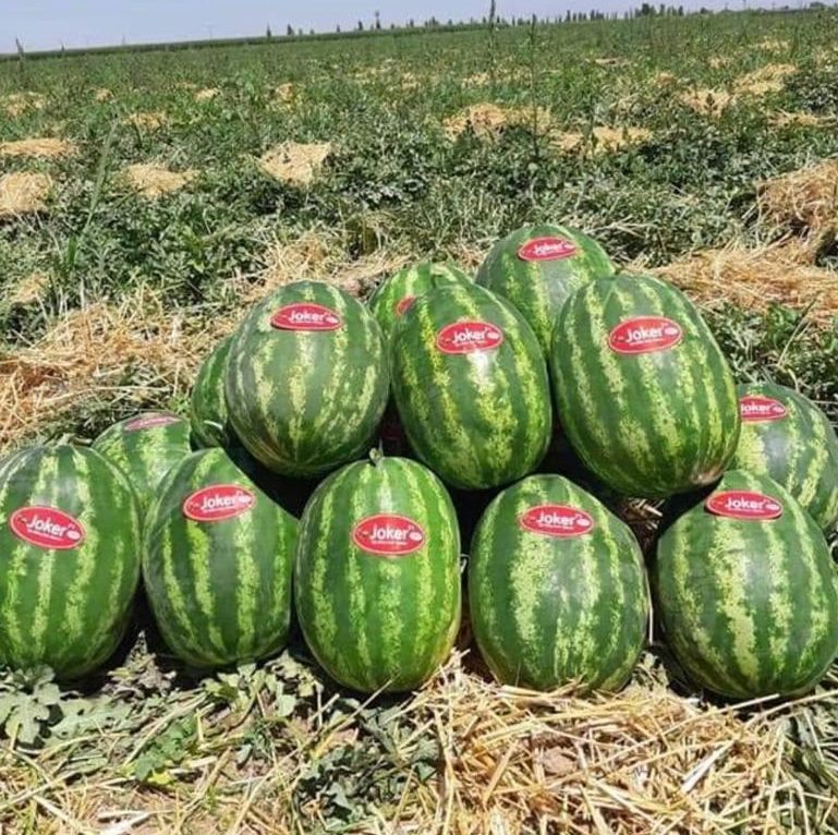 هندوانه هیبرید کریمسون سوئیت سانی