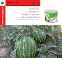 بذر هندوانه وینستون