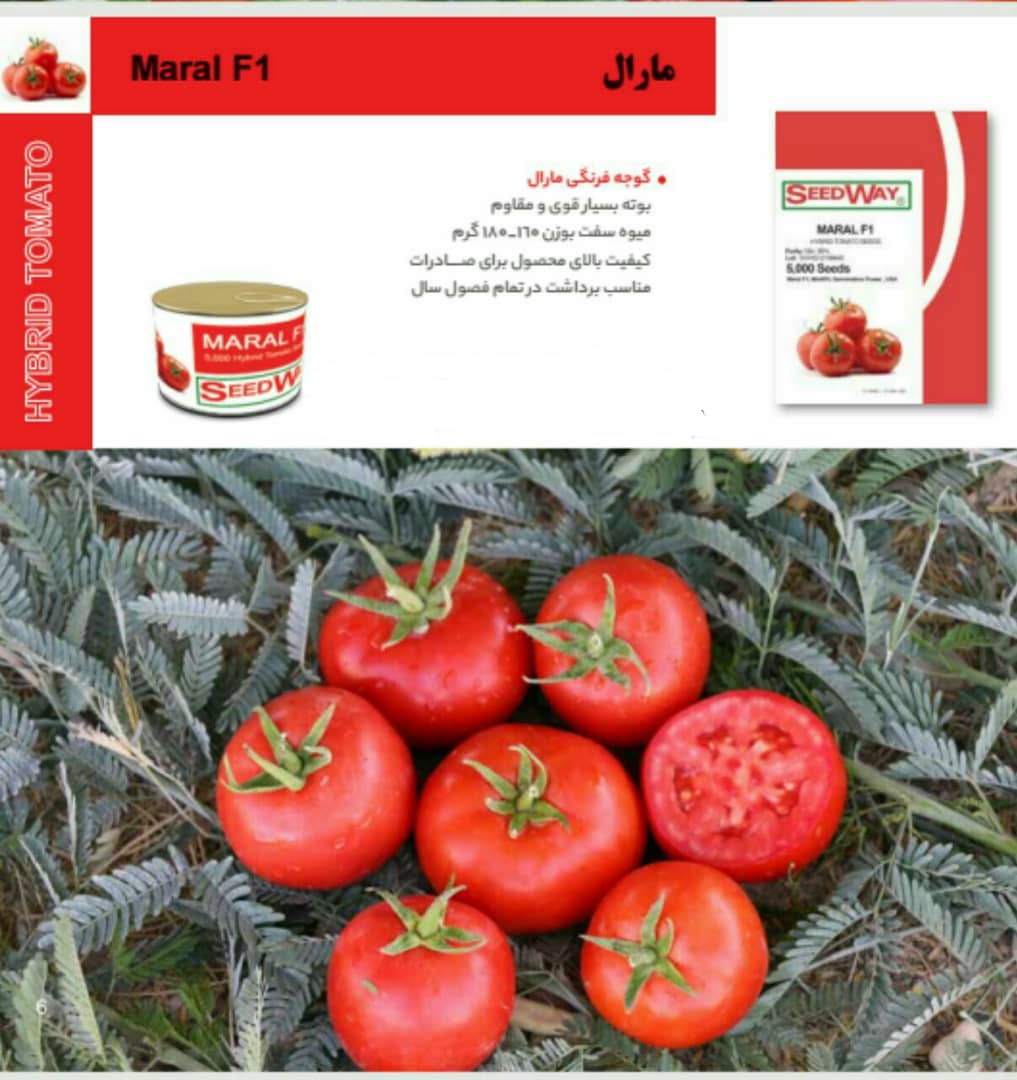 بذر گوجه فرنگی مارال