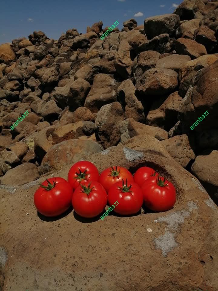 رقم گوجه گرد 8321