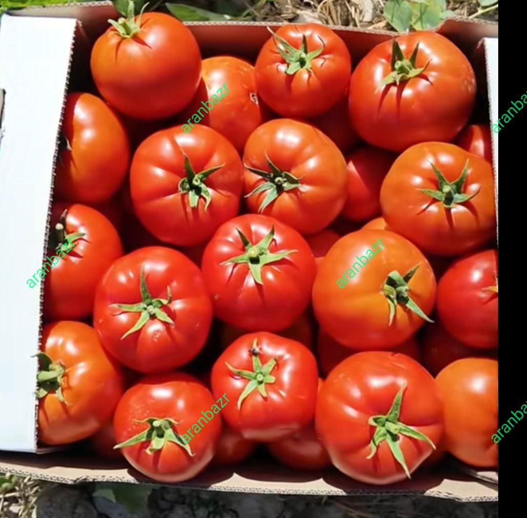 بذر گوجه فرنگی 10000