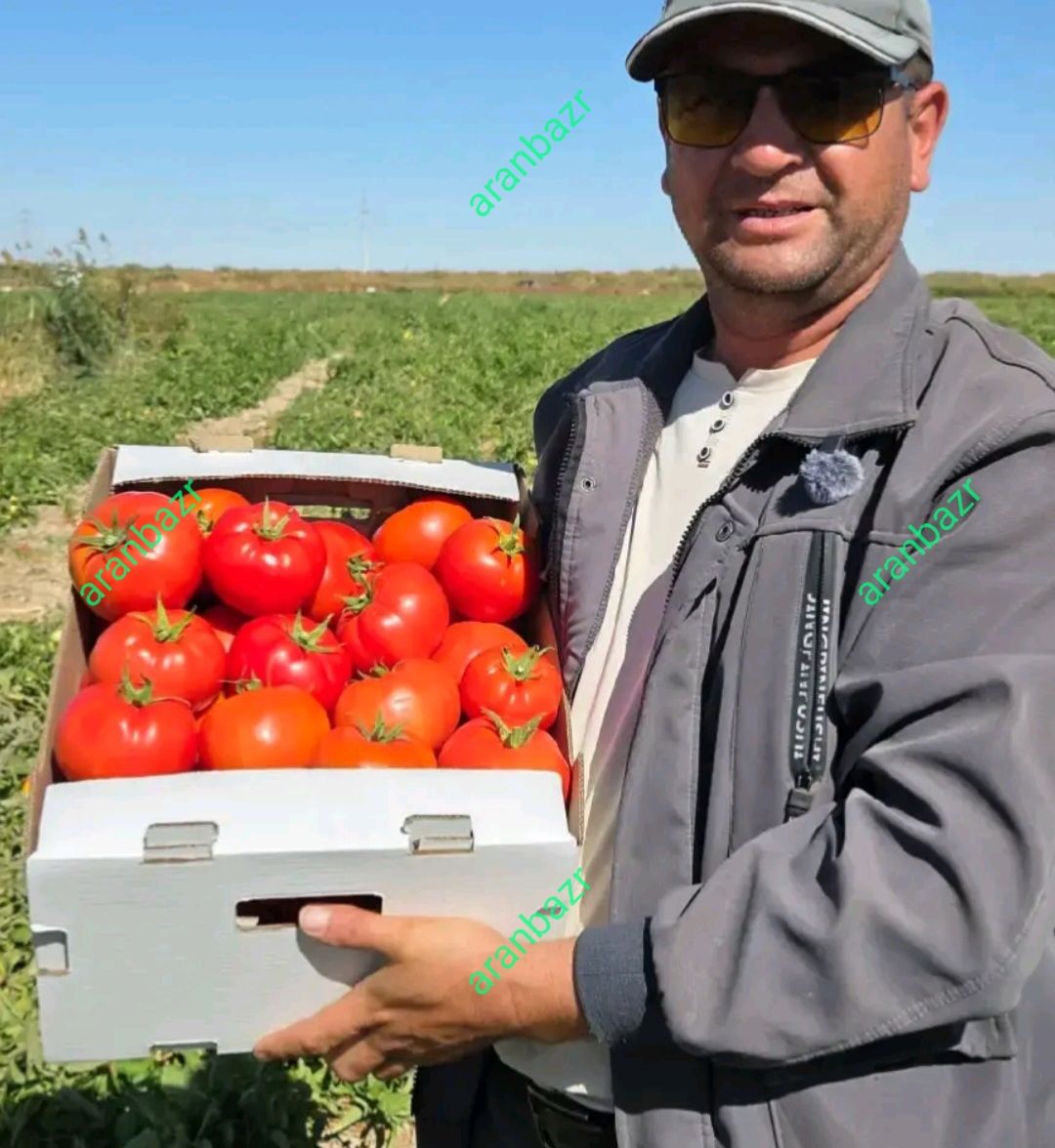 بذر گوجه یارس