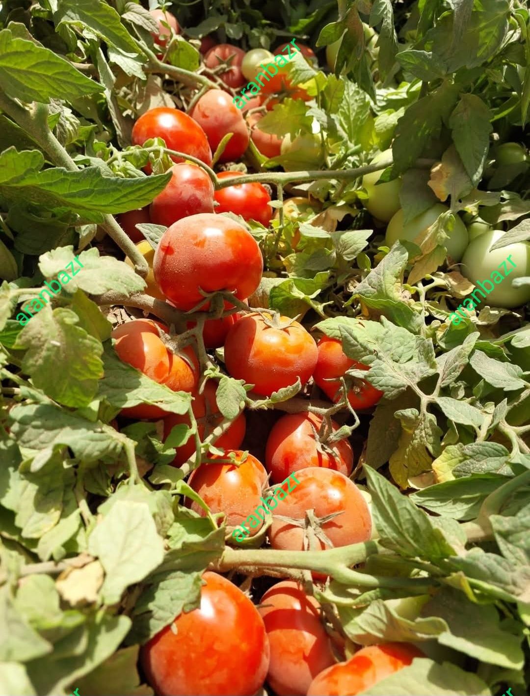 بهترین بذر گوجه ده هزار