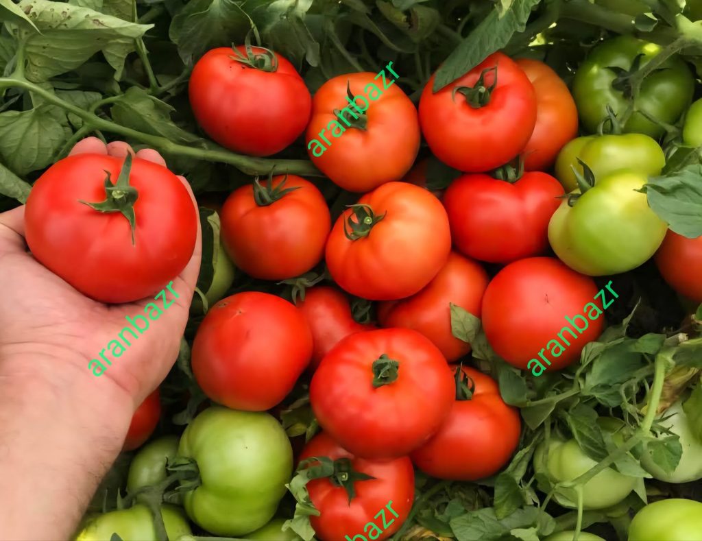 پربارترین رقم گوجه 074