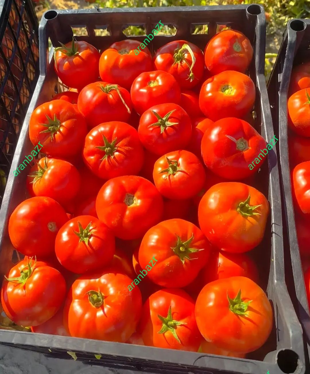 رقم گوجه سفت تالیسمان