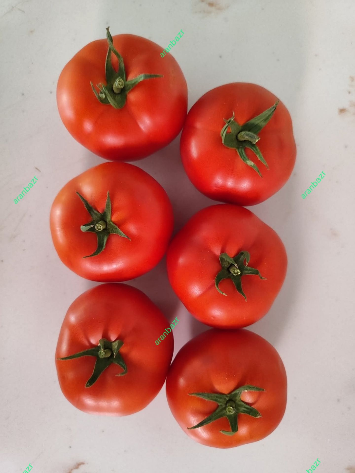 بذر گوجه تارلا