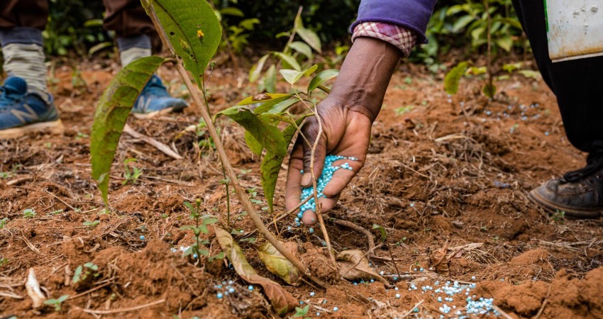 کیفیت کود دهی در تابستان