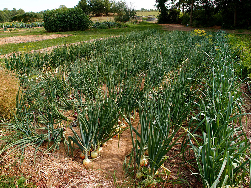 کود دهی پیاز