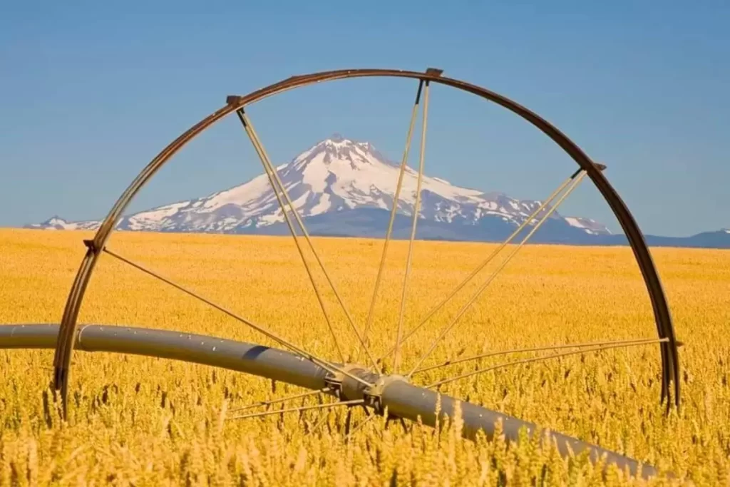 طریقه ابدهی مزارع گندم