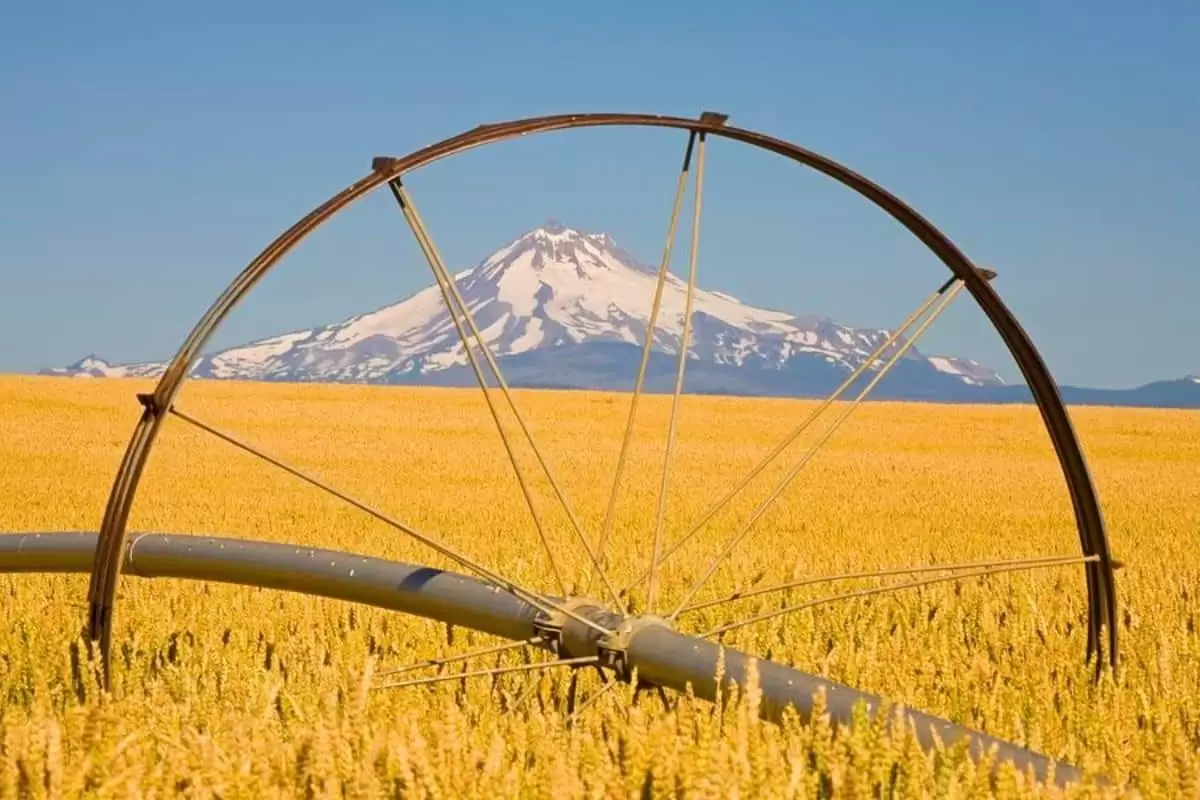 طریقه ابدهی مزارع گندم