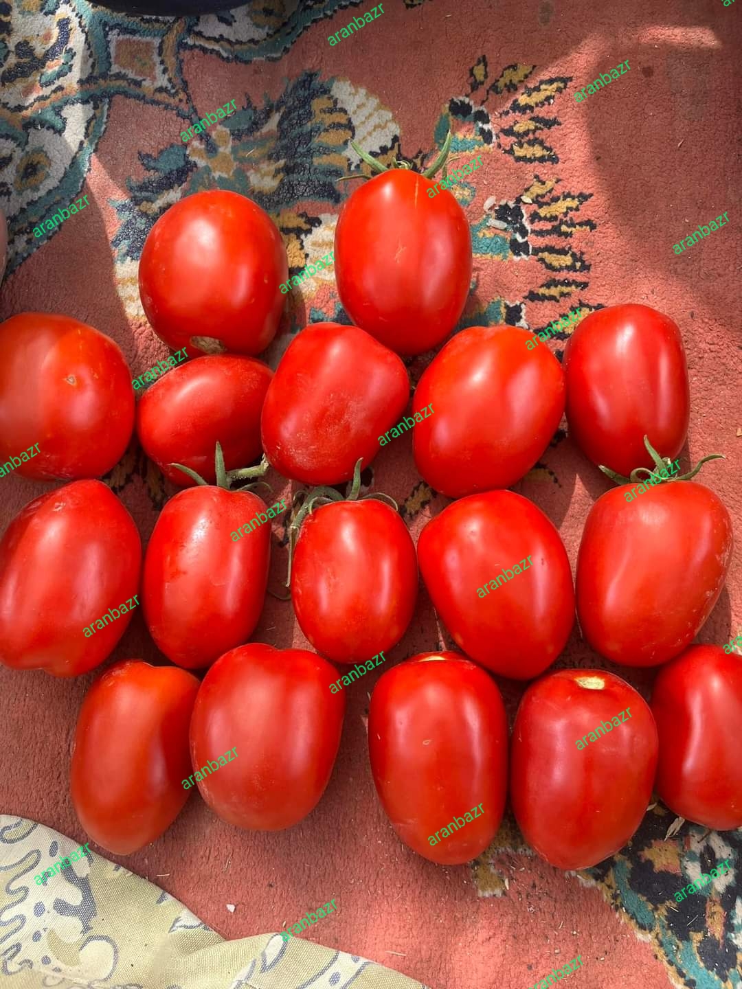 رقم گوجه پربار تسلا