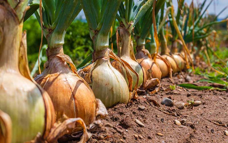 کود دهی پیاز