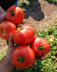 کیفیت خاص رقم گوجه 074 پربار