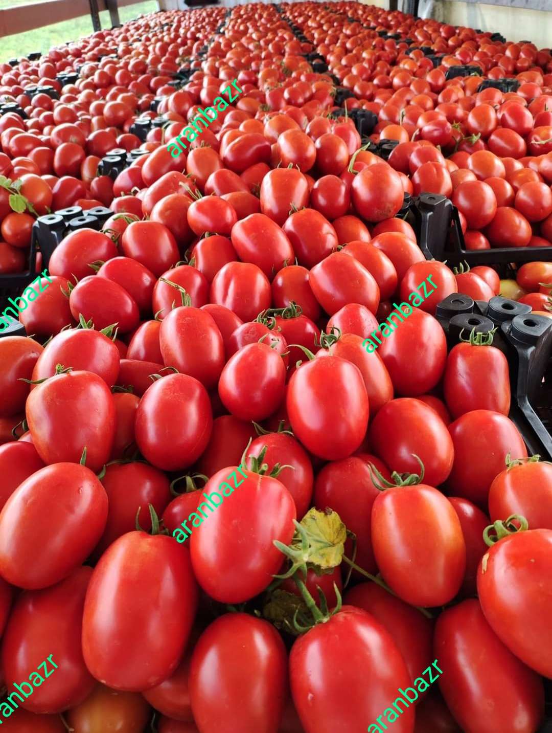 رب کدام گوجه بهتر هست