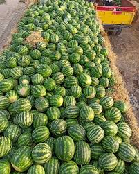 تفاوت تناژ هندوانه خطی با هندوانه سفید