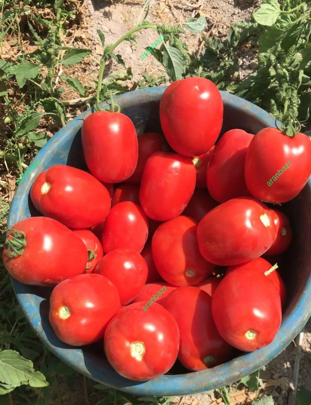 بذر گوجه فرنگی تسلا