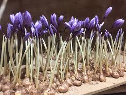 سبک کاشت زعفران