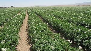 سموم علف کش سیب زمینی