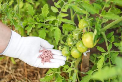 مراحل مهم کود دهی گوجه