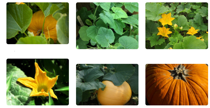 افات کدو تنبل