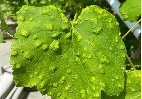 کنه نمدی مو