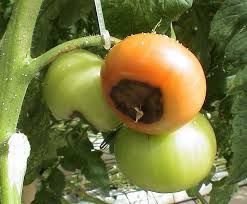 علت پوسیدگی گلگاه گوجه فرنگی