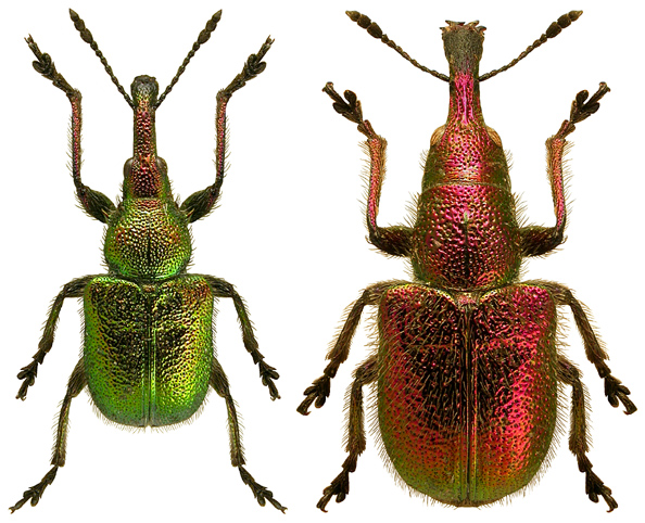 سرخرطومی گیلاس