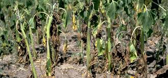 پژمردگی گیاهان و سموم زراعی