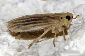 کرم گرده خوار خرما