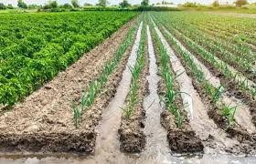 مضرات ابیاری غرغابی