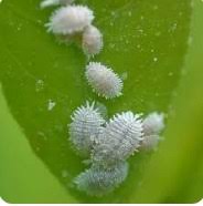 کرم گلوگاه انار شپشک آردالود