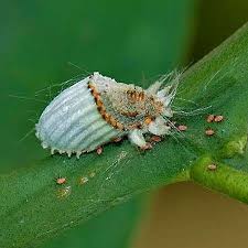 شپشک استرالیایی