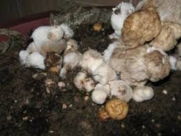 قارچ مایکگون