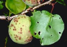 آفت هلو و شلیل و زردآلو