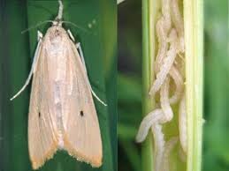 کرم ساقه خوار نواری برنج