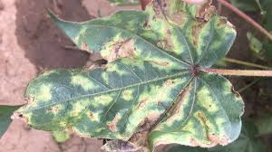 پژمردگی ورتیسیلیومی