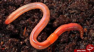 خاص کرم های خاکی و زنبورها