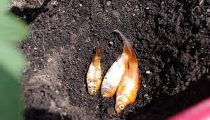 کاربرد کود ماهی