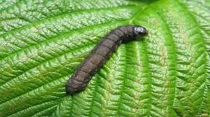 کرم بریده ( cutworm)