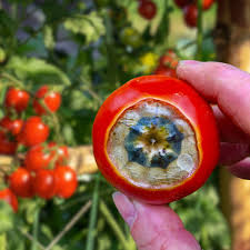 پوسیدگی گلگاه