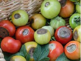 علت پوسیدگی گلگاه و راهها