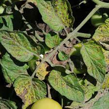 بیماری‌های قارچی گوجه