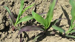 منظور از کمبود فسفر خاک