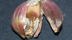 پوسیدگی بوتریتیس