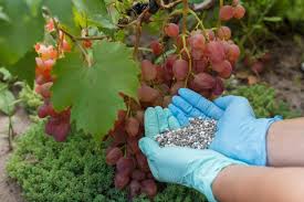 عنصر کاربردی در انگور