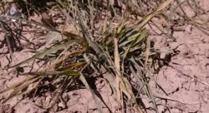 علف‌کش سوپر گالانت