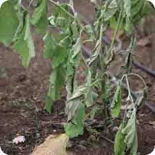 بیماری ریشه بادمجان