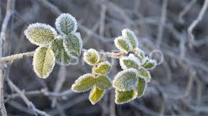 تاثیر سرما بر درختان