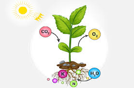 عناصر قوی برای گیاه